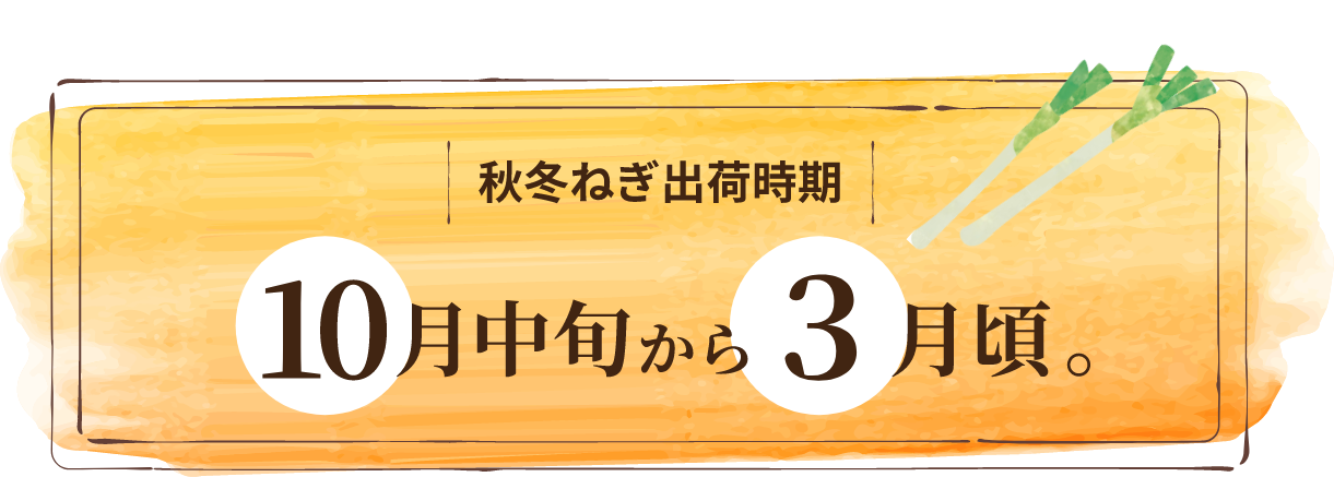 秋冬ねぎ出荷時期
10月中旬から3月頃。