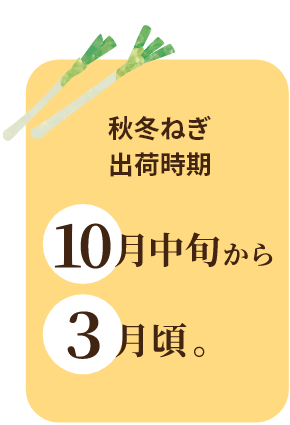 秋冬ねぎ出荷時期
10月中旬から3月頃。