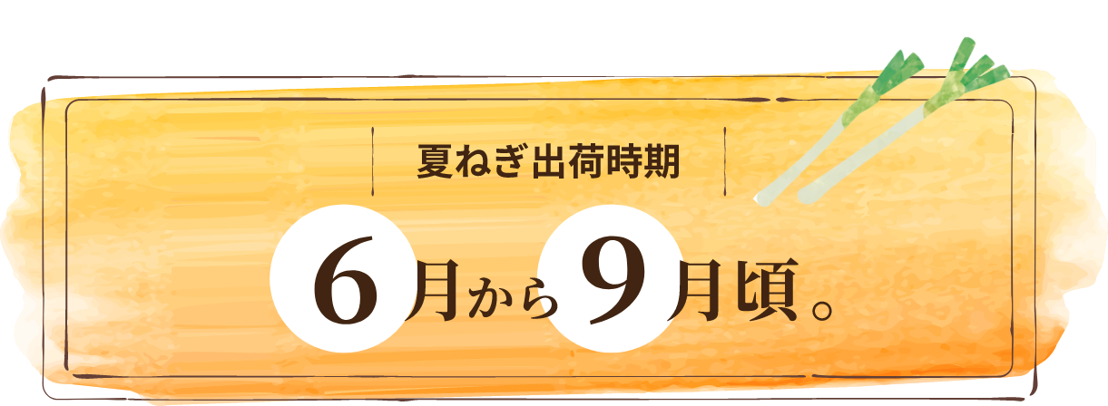 夏ねぎ出荷時期
6月中旬から9月頃。