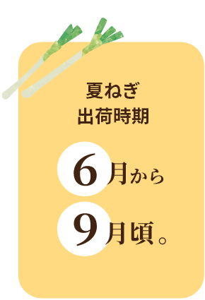 夏ねぎ出荷時期
6月中旬から9月頃。