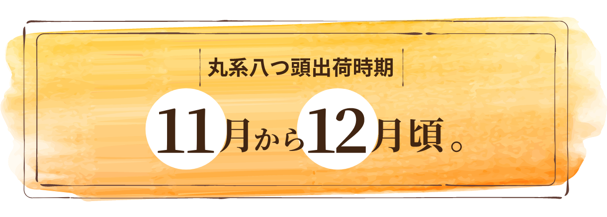 丸系八頭出荷時期
11月中旬から12月頃。