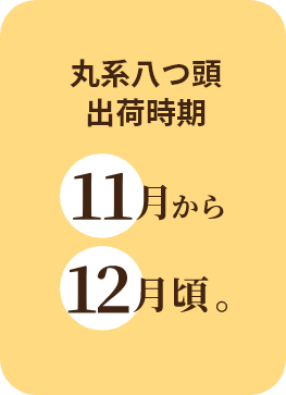 丸系八つ頭出荷時期
11月中旬から12月頃。