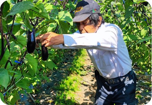 「埼推し!!農産物（なす）」ページ　イメージ写真1