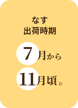 丸系八つ頭出荷時期
7月中旬から11月頃。