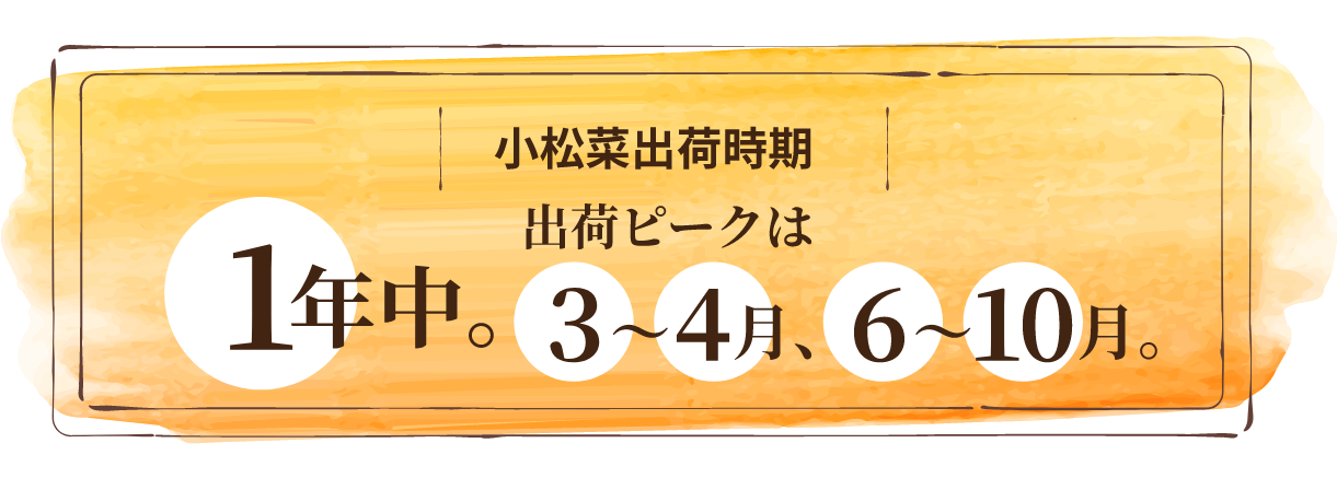 小松菜出荷時期
 1年中。出荷ピークは3～4月、6～10月。