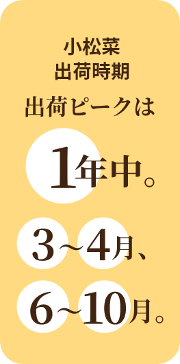 小松菜出荷時期
 1年中。出荷ピークは3～4月、6～10月。