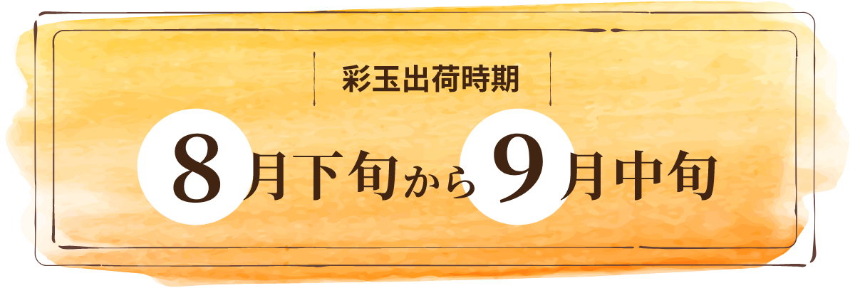 彩玉出荷時期
 8月下旬から9月中旬